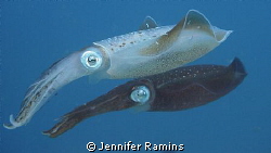 Yin and Yang by Jennifer Ramins 